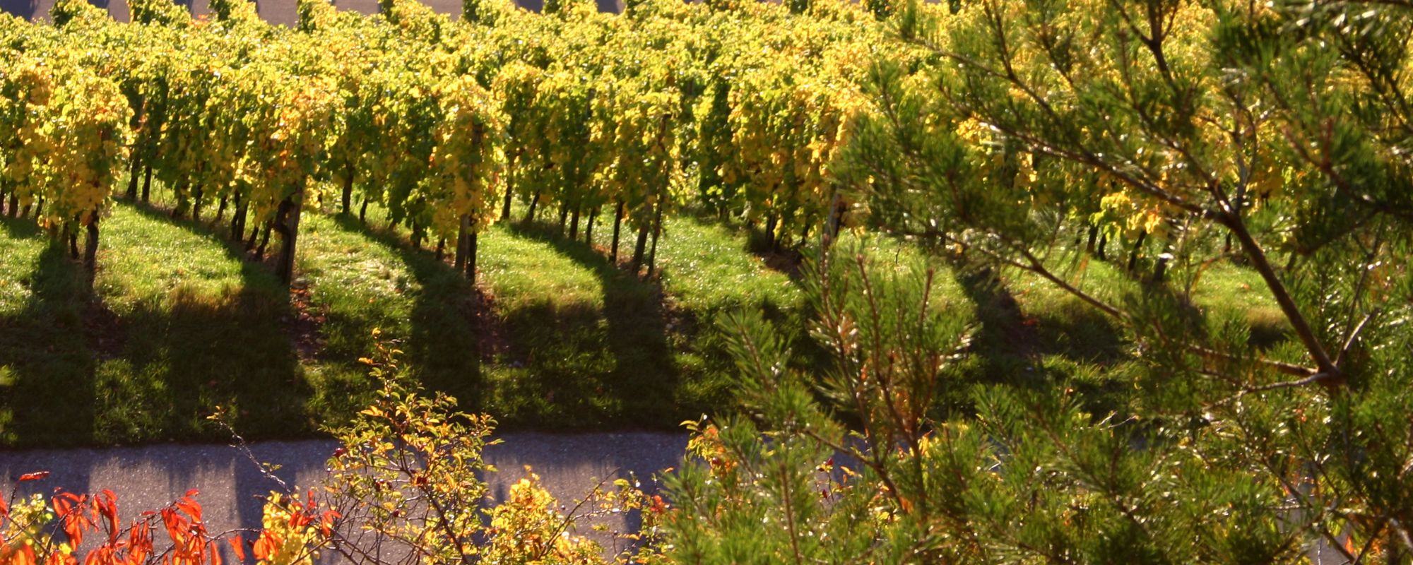 Salon des vins d'automne