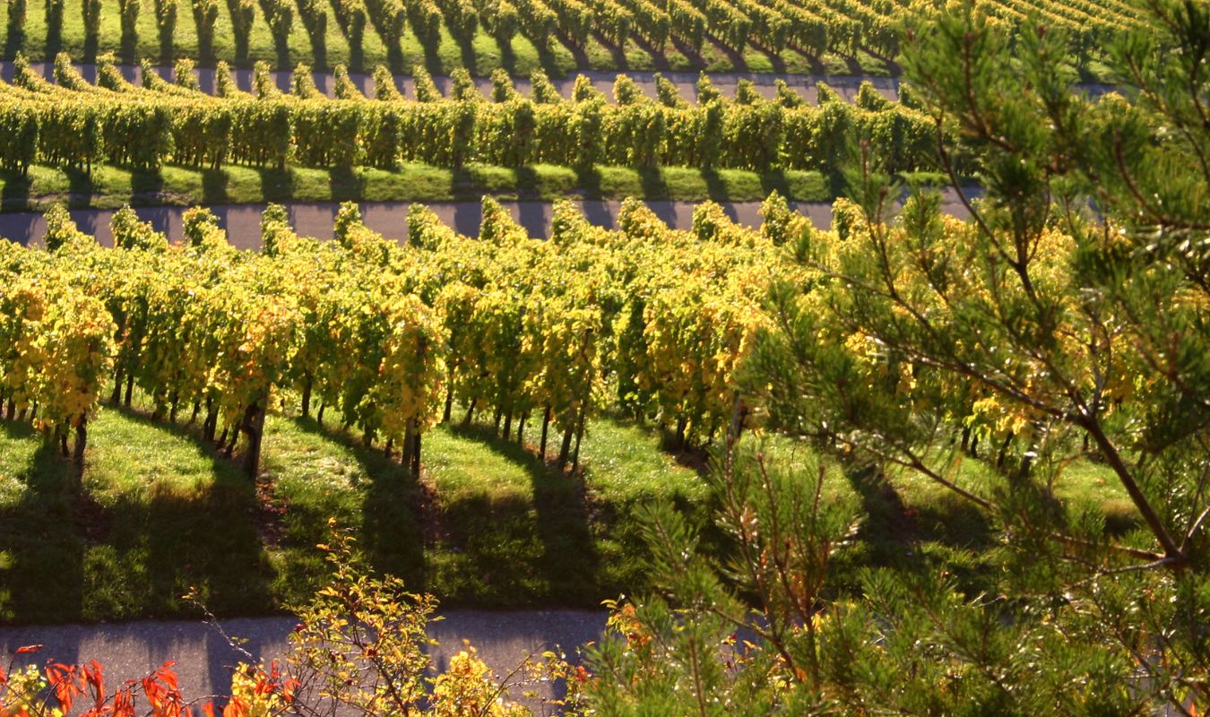 Salon des vins d'automne